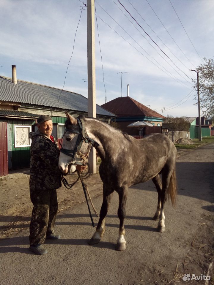 Продаю коней купить на Зозу.ру - фотография № 2