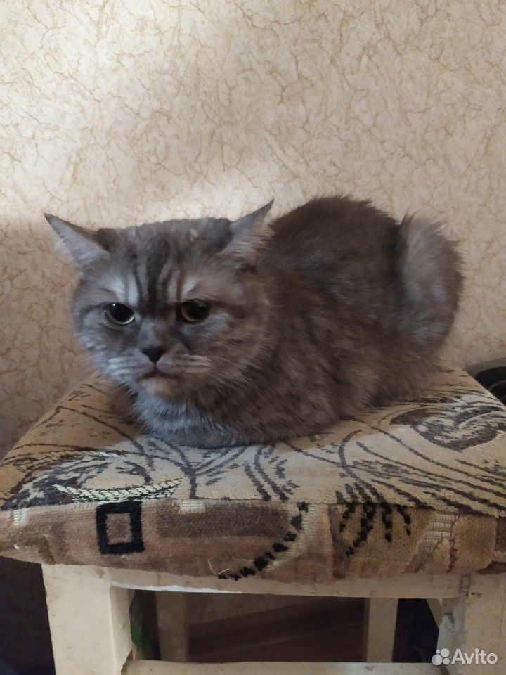 Кошка купить на Зозу.ру - фотография № 1