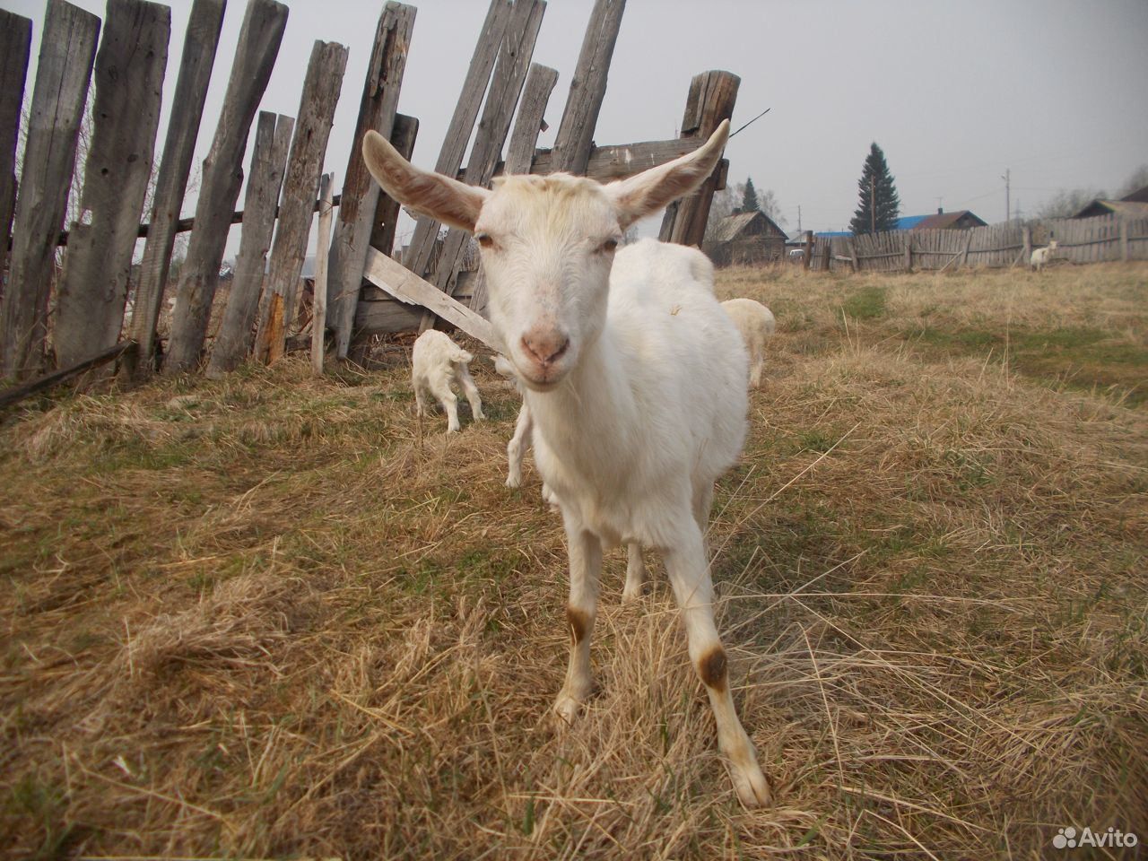 Продажа коз купить на Зозу.ру - фотография № 4