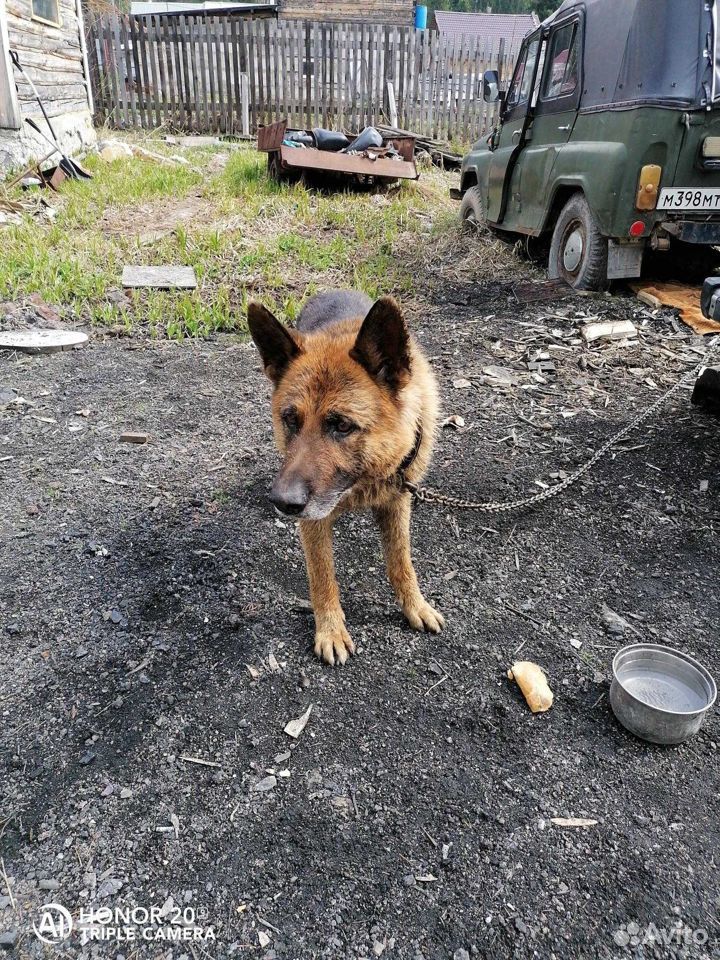 Найдена собака увизалась за детьми купить на Зозу.ру - фотография № 1
