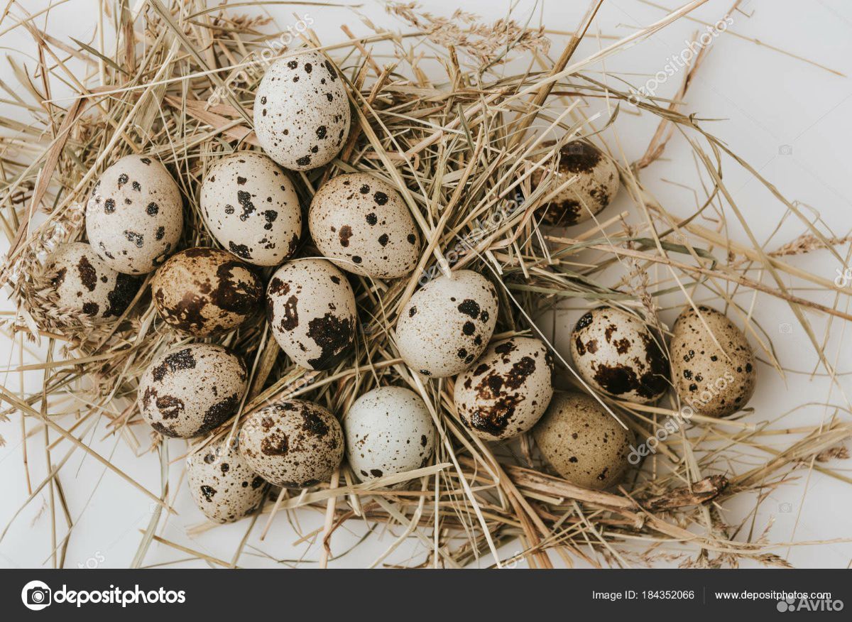 Перепелки и яйцо купить на Зозу.ру - фотография № 4