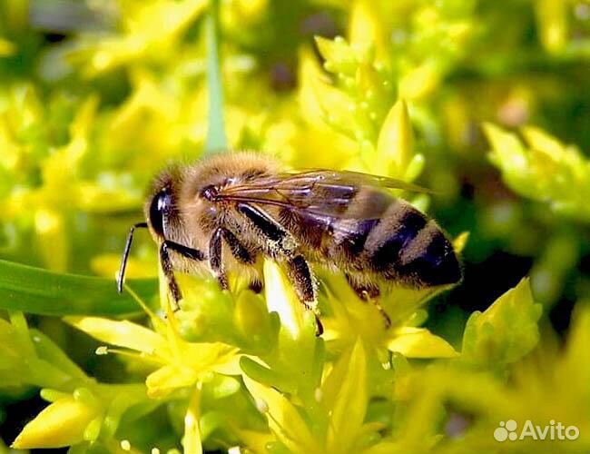 Пчёлы(карпатка) купить на Зозу.ру - фотография № 1