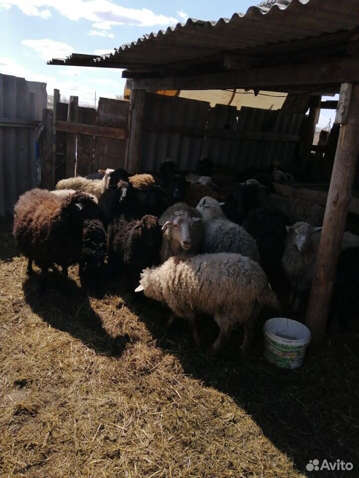 Овцы породистые купить на Зозу.ру - фотография № 3