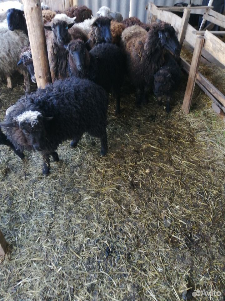 Овцы породистые купить на Зозу.ру - фотография № 6