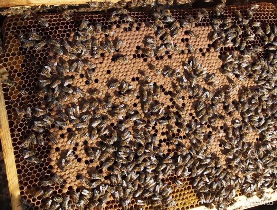 Бакфаст - пчелопакеты со своей пасеки купить на Зозу.ру - фотография № 1