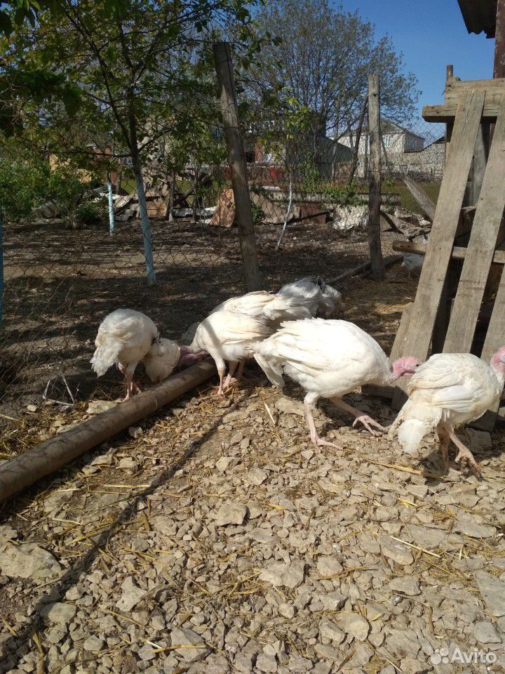 Цыплята серебро несушки купить на Зозу.ру - фотография № 9