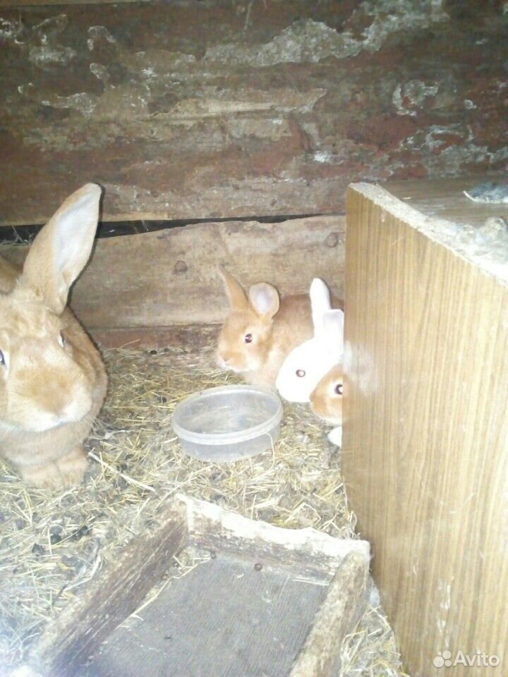 Кролик - крольчата купить на Зозу.ру - фотография № 3