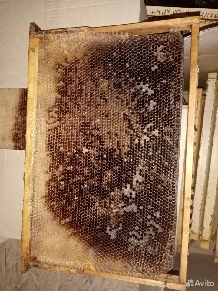 Сушь пчелинная купить на Зозу.ру - фотография № 1