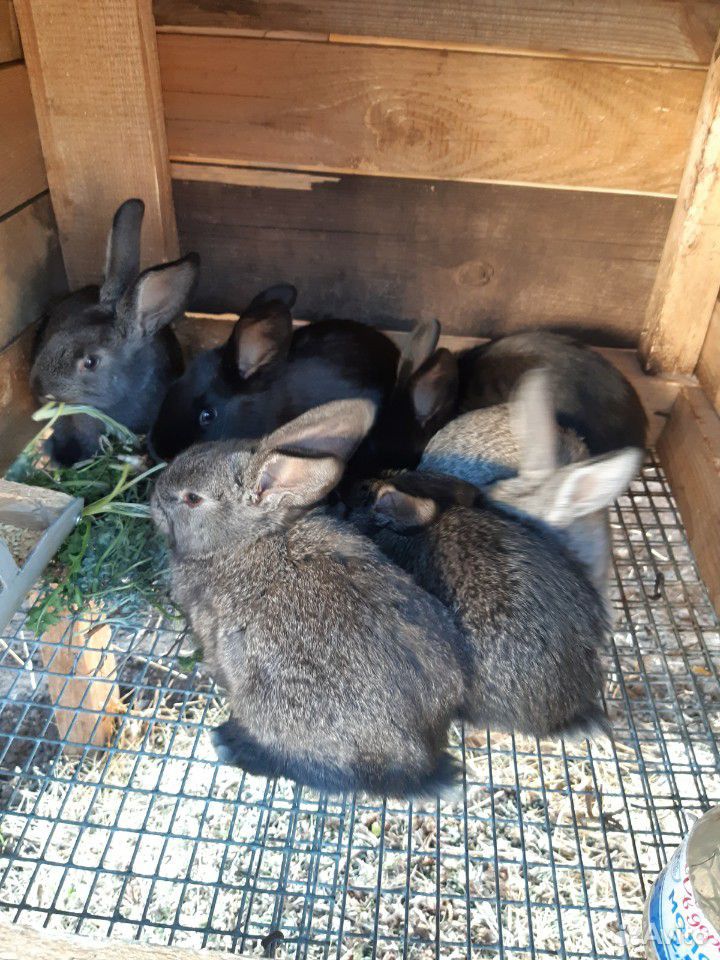 Продам кроликов, чуть больше месяца купить на Зозу.ру - фотография № 1
