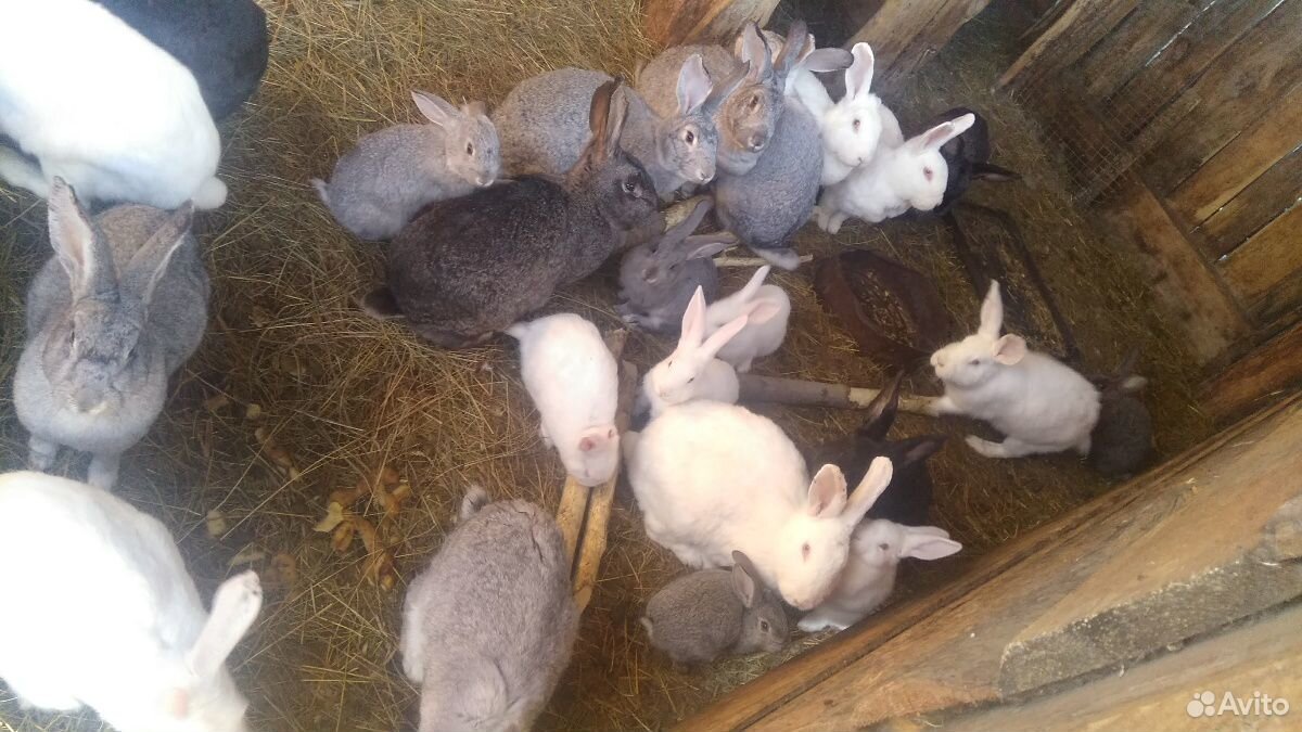 Индоутки, кролики купить на Зозу.ру - фотография № 7