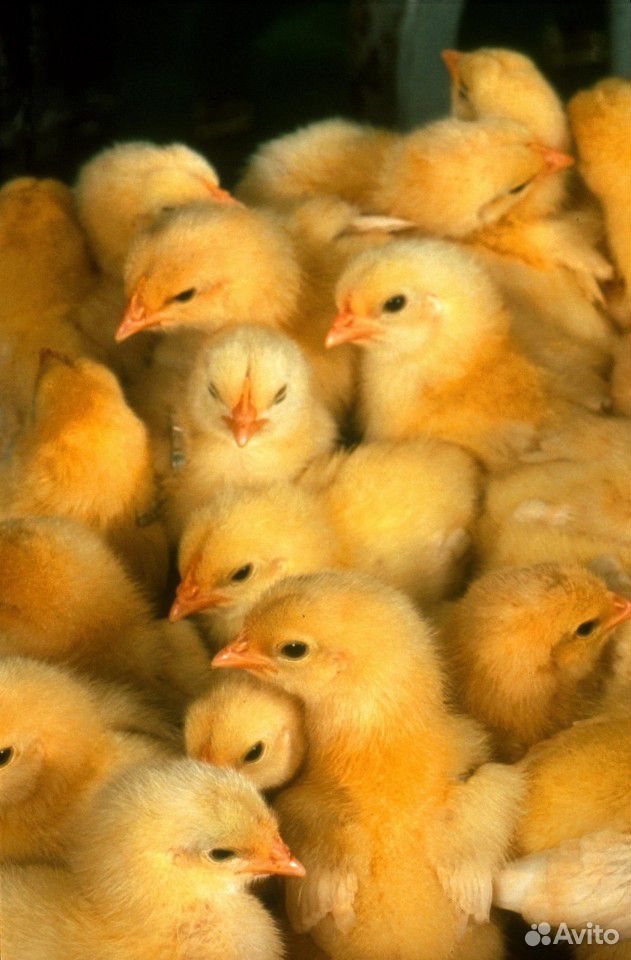 Продам цыплят пород Хайлайн браун и Хайсекс браун купить на Зозу.ру - фотография № 1