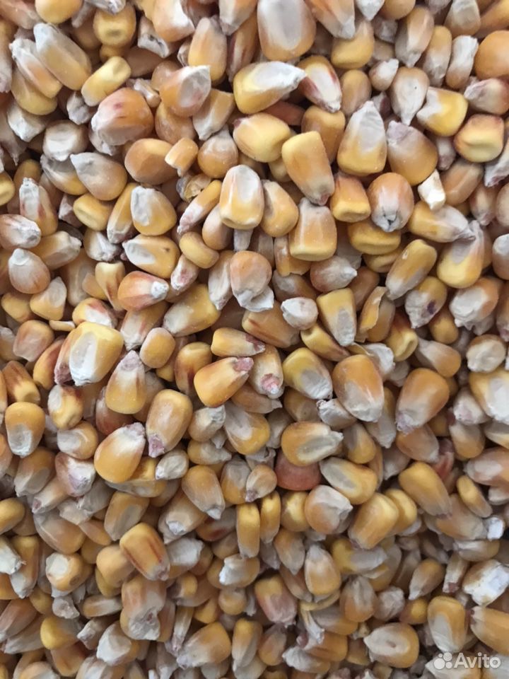 Ячмень, кукуруза, пшеница, зерно купить на Зозу.ру - фотография № 1