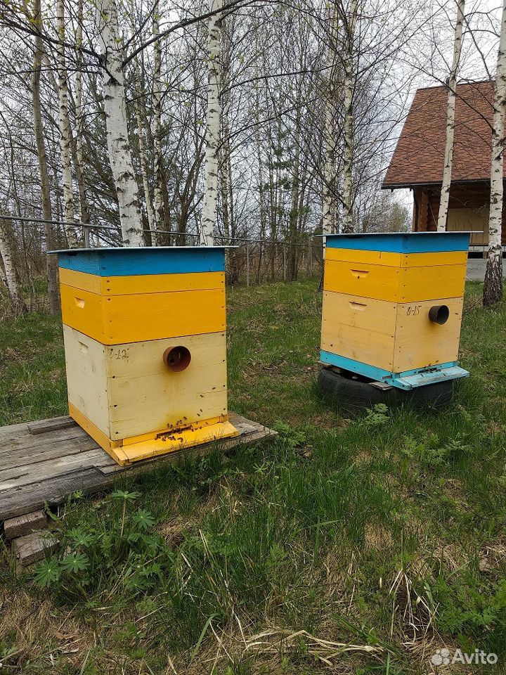 Пчёлы "Карпатка" купить на Зозу.ру - фотография № 1