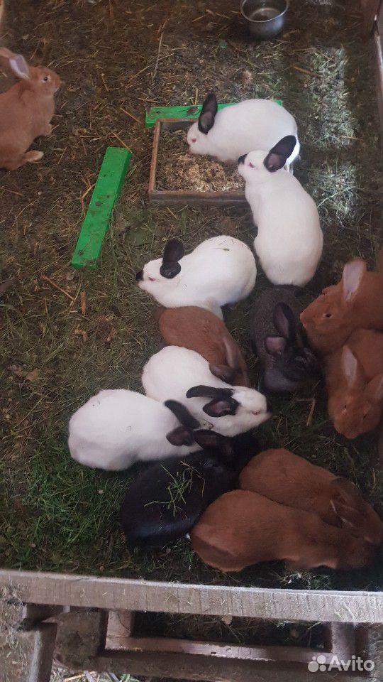 Кролики разных пород купить на Зозу.ру - фотография № 1