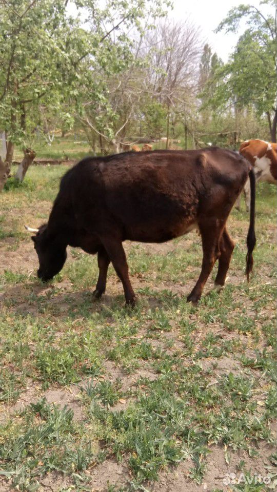 Корова, Телёнок купить на Зозу.ру - фотография № 1
