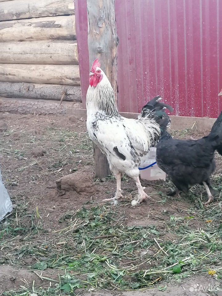 Инкубационные яйца, куры, цыплята купить на Зозу.ру - фотография № 9