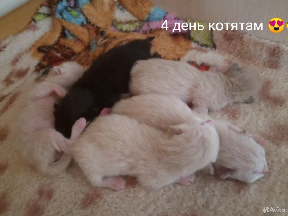 Котята чистокровной Тайской породы купить на Зозу.ру - фотография № 3