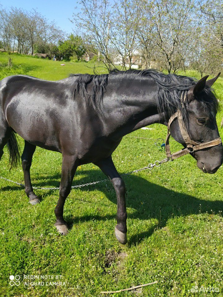 Продается конь купить на Зозу.ру - фотография № 3