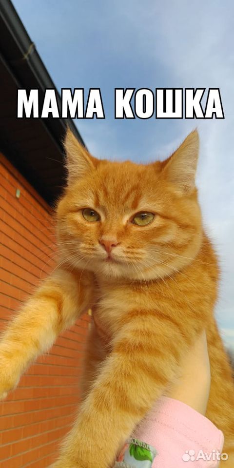 Рыжий,персиковый, серый и черный котята купить на Зозу.ру - фотография № 8