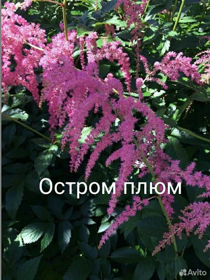 Астильбы сортовые, Многолетники, садовые цветы купить на Зозу.ру - фотография № 4
