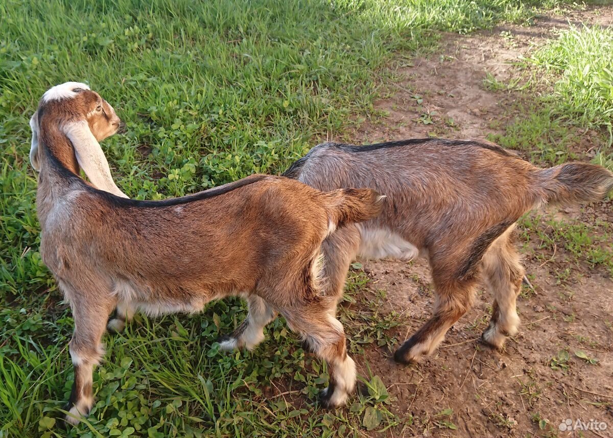 Англо-нубийские козы 100. 1,5 месяца купить на Зозу.ру - фотография № 7