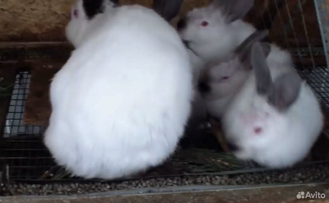 1 месячные кролики купить на Зозу.ру - фотография № 1
