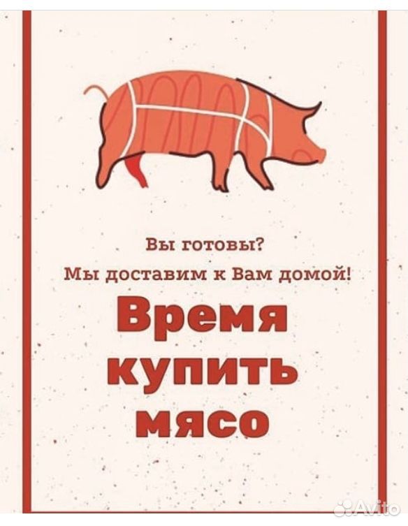 Продаю свиноматок откормленных купить на Зозу.ру - фотография № 1