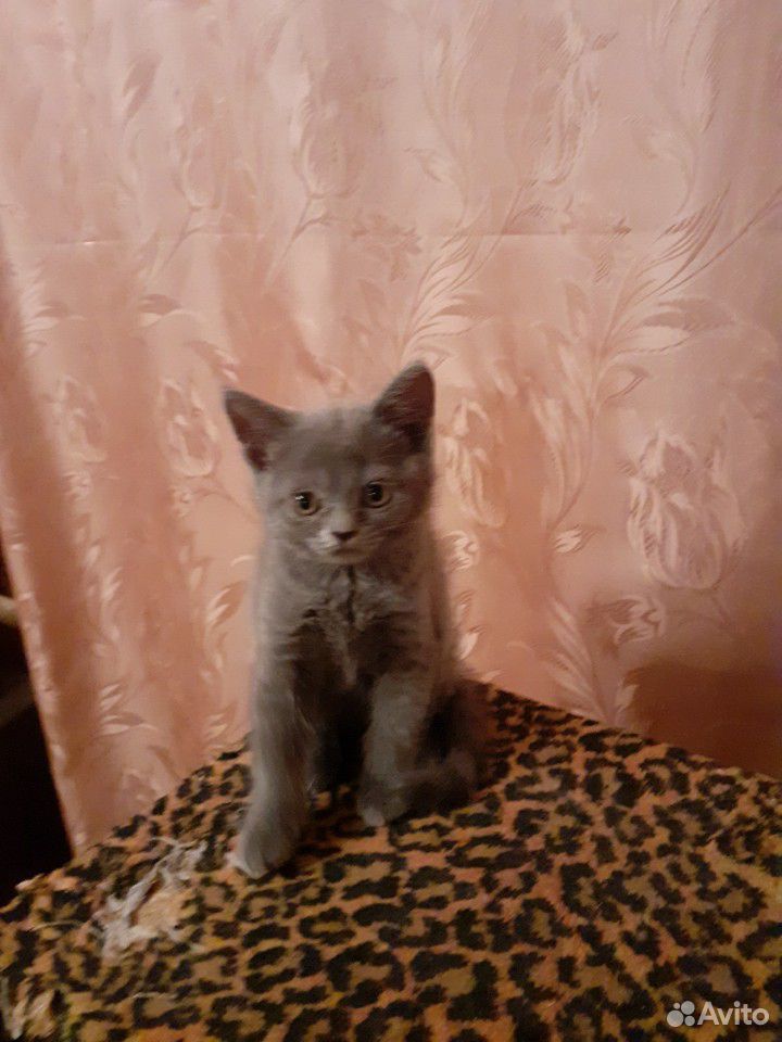 Продам котенка шатланского прямоухого купить на Зозу.ру - фотография № 2