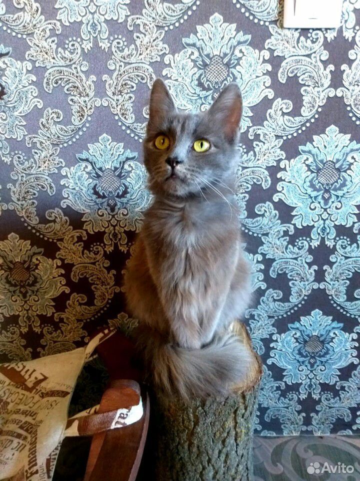 Кошка Дымка в добрые руки купить на Зозу.ру - фотография № 1