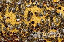 Продам пчёл, порода карпатка купить на Зозу.ру - фотография № 1