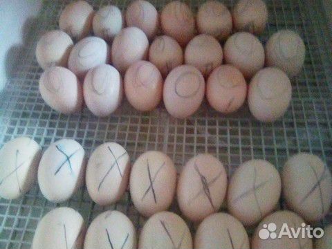 Инкубационное яйцо мускусной утки, (шипуна) купить на Зозу.ру - фотография № 1