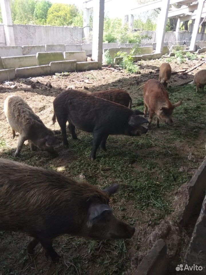 Свиньи, поросята, свиноматки, хряк купить на Зозу.ру - фотография № 3