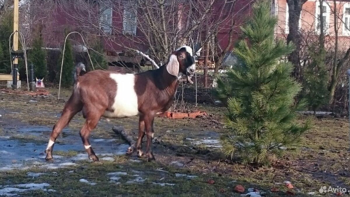 Козёл нубийский, чистопородный