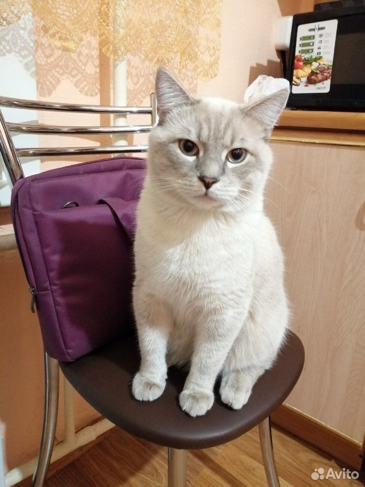 Британский кот купить на Зозу.ру - фотография № 2
