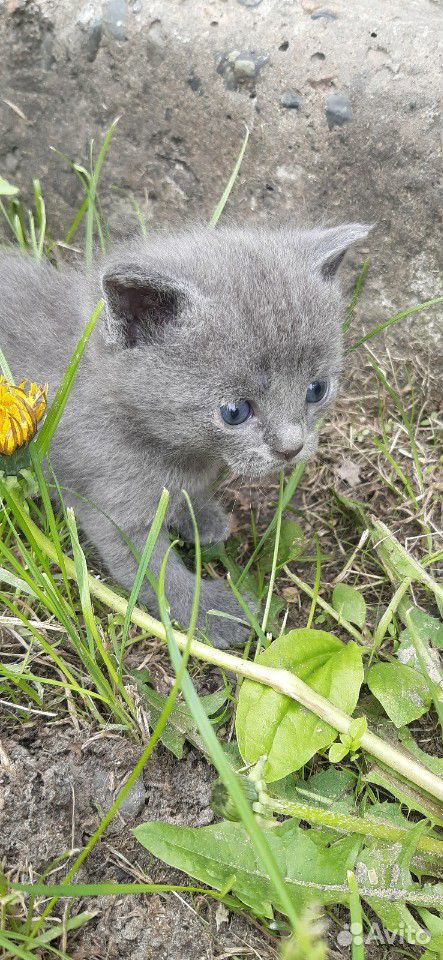 Дымчатый котенок, девочка купить на Зозу.ру - фотография № 3