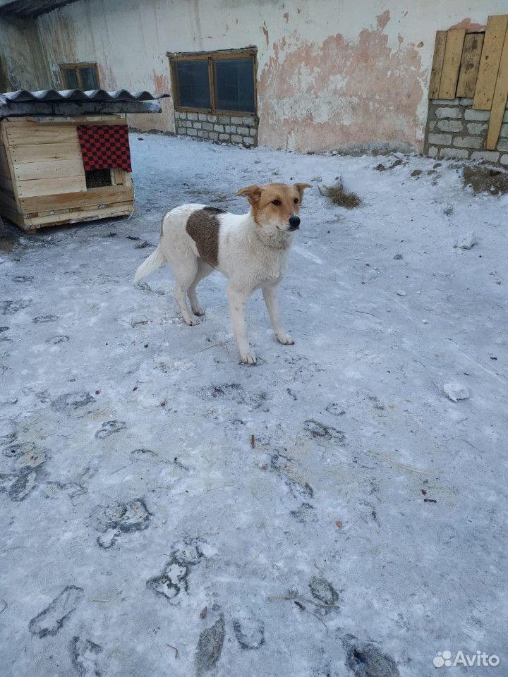 Собака из приюта купить на Зозу.ру - фотография № 7