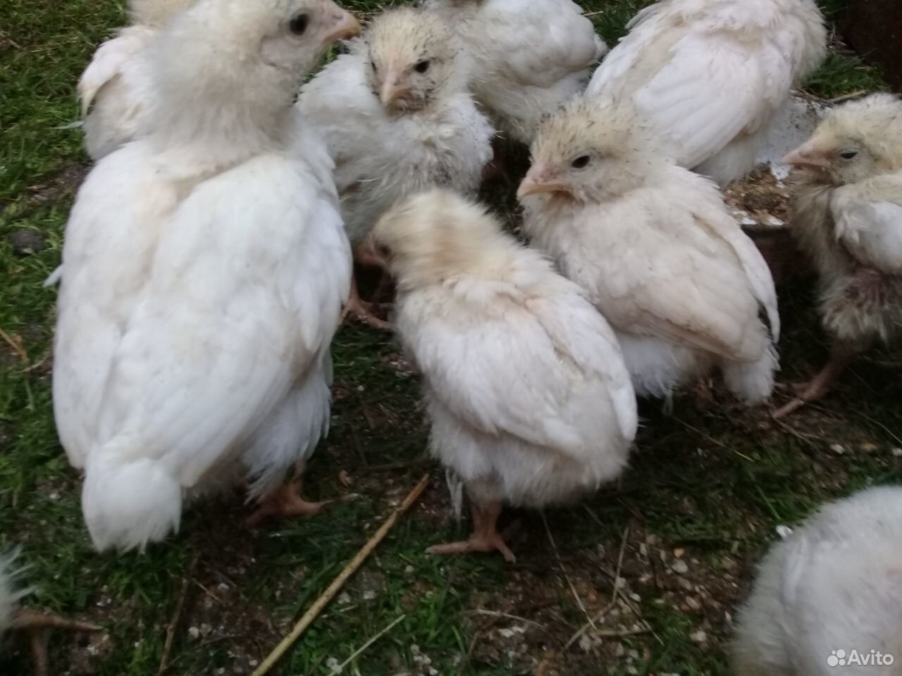 Цыплята подрощеные купить на Зозу.ру - фотография № 2