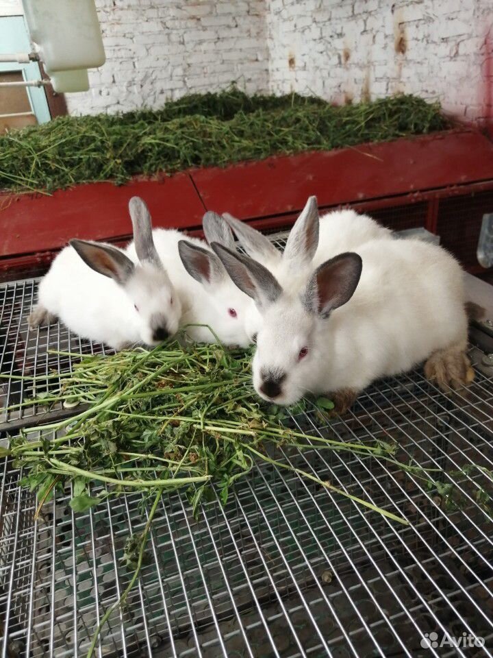 Кролики, крольчата купить на Зозу.ру - фотография № 4