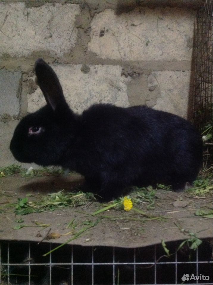 Кролик самец 5 месяц купить на Зозу.ру - фотография № 1
