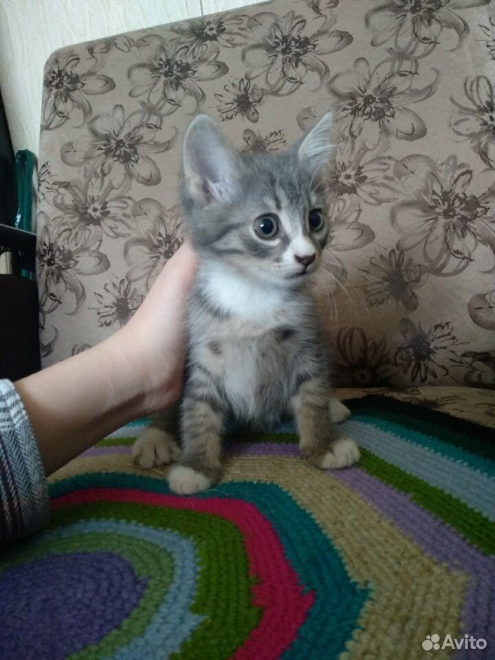 Девочка-котенок в хорошие руки купить на Зозу.ру - фотография № 1