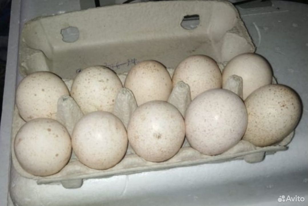 Купить инкубационное яйцо в волгограде. Яйца индейки. Яйцо инкубационное авито Бузулук. Яйца индейки купить. Яйца в Воронеже стоят 200.