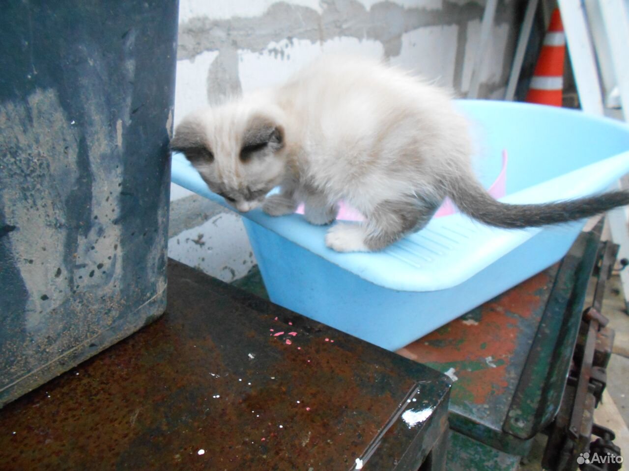 Очаровательные котята в дар купить на Зозу.ру - фотография № 4