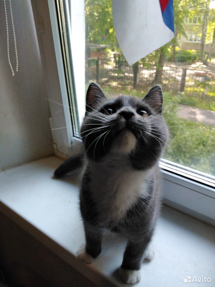 Британский котик купить на Зозу.ру - фотография № 1
