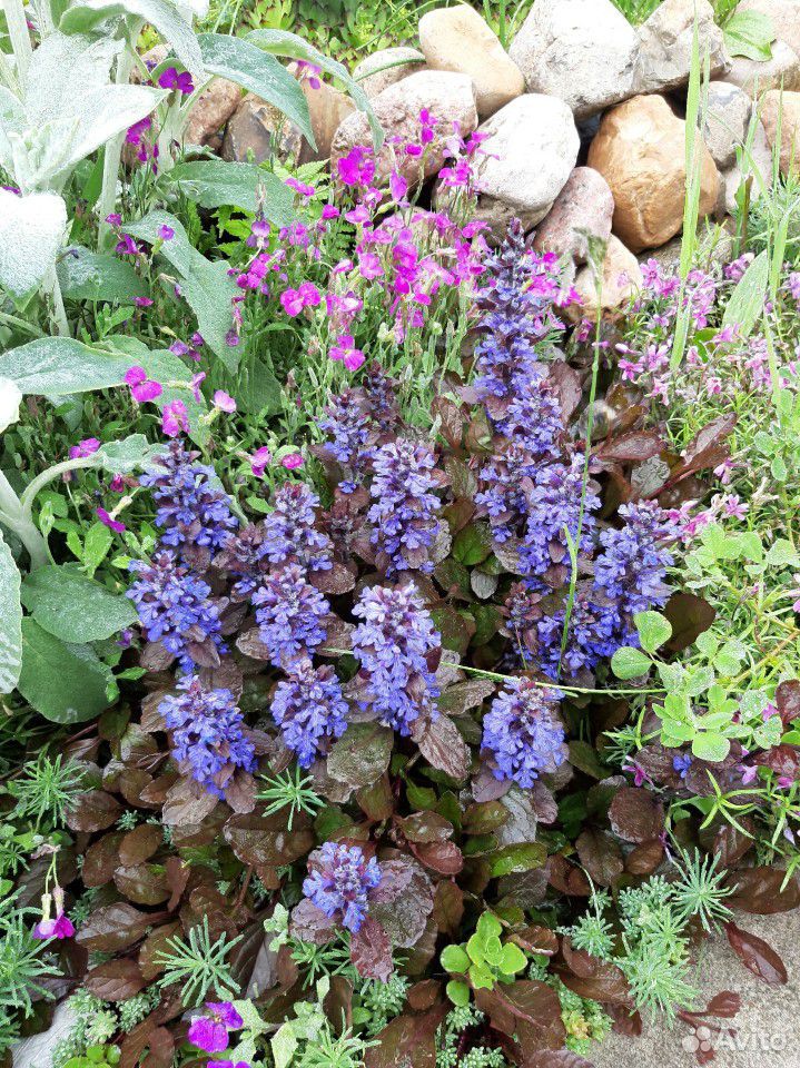 Цветы для сада и дачи купить на Зозу.ру - фотография № 6