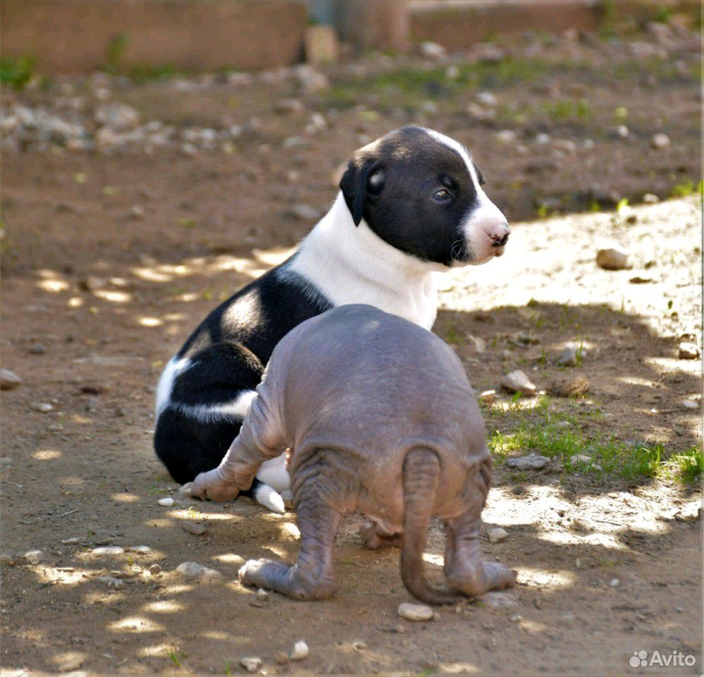 Мальчики мексиканской собаки в шерсти купить на Зозу.ру - фотография № 1