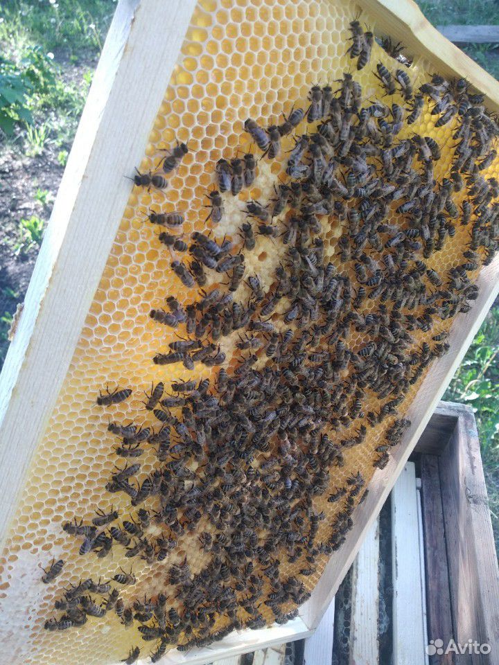 Пчелы пчелопакеты купить на Зозу.ру - фотография № 1