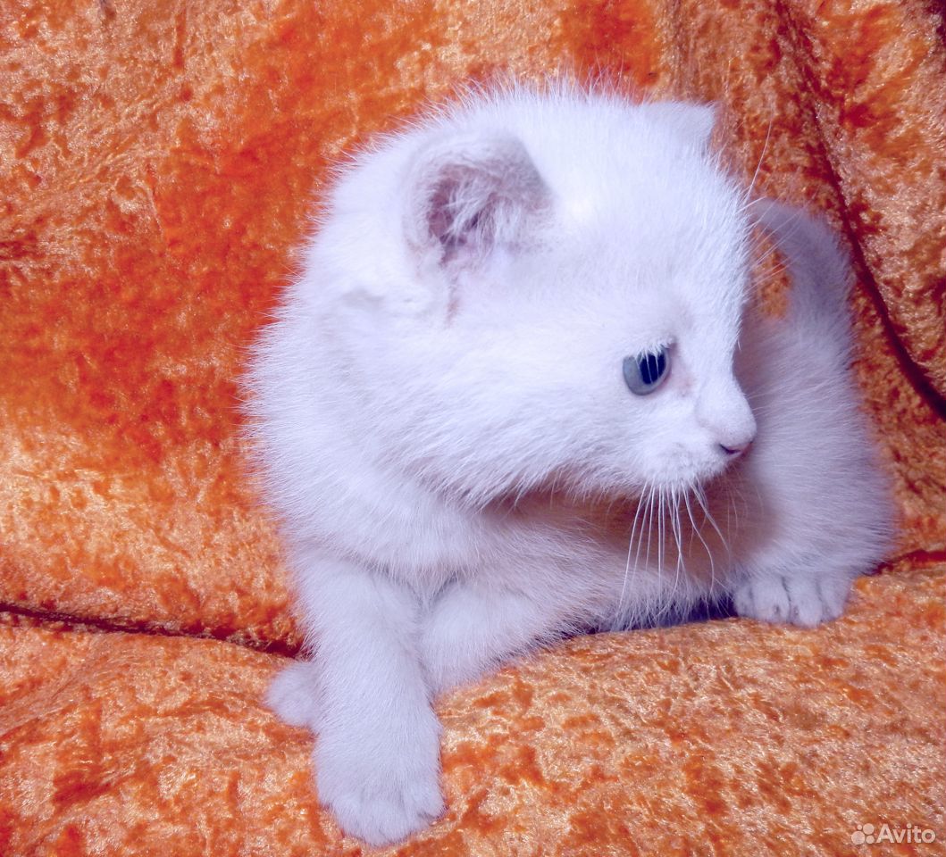 Белоснежные голубоглазые котики купить на Зозу.ру - фотография № 2