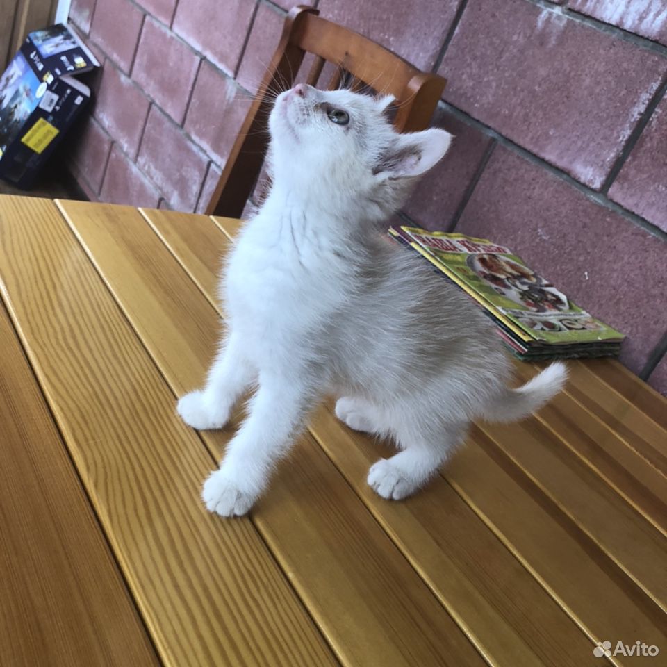 Котёночек купить на Зозу.ру - фотография № 2