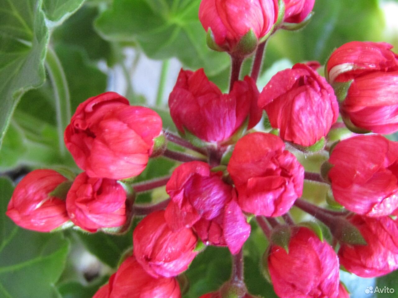Пеларгония тюльпановидная розебудная
