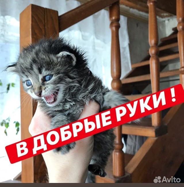 Котята мальчики и девочки купить на Зозу.ру - фотография № 4
